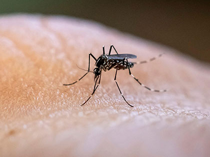 热带传染病病原体