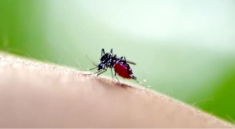 “基孔肯雅热” 来势汹汹，15分钟快检阻断传播链